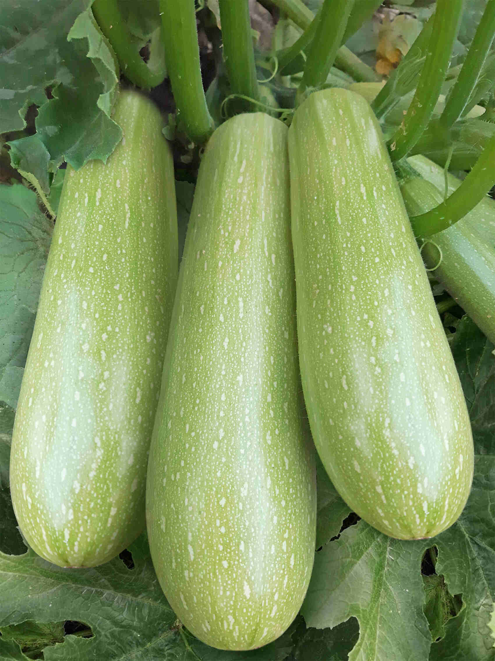 Кабачки